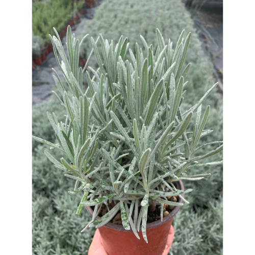 Lavanda